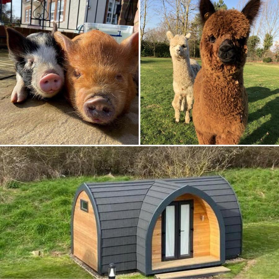 The Piggery Pod Hotel Sittingbourne Ngoại thất bức ảnh